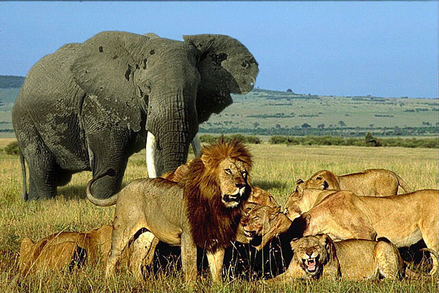lions+elephant